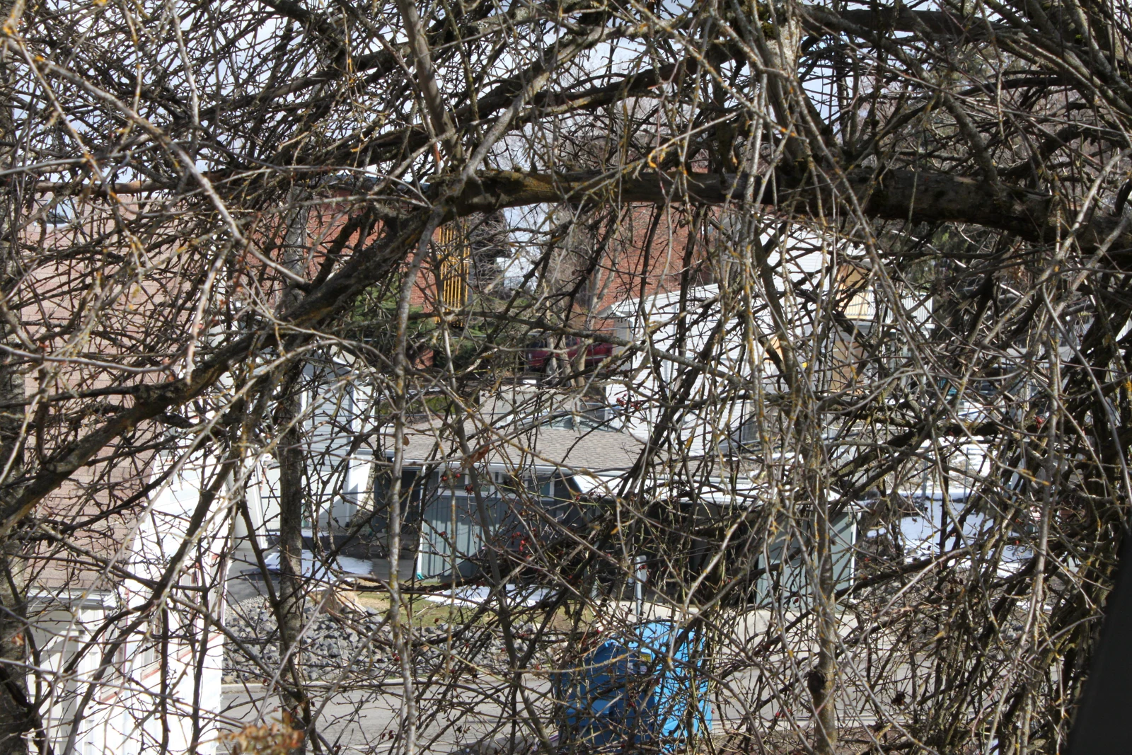 Close view through dense bare branches toward part of a building and a blue object near the ground.