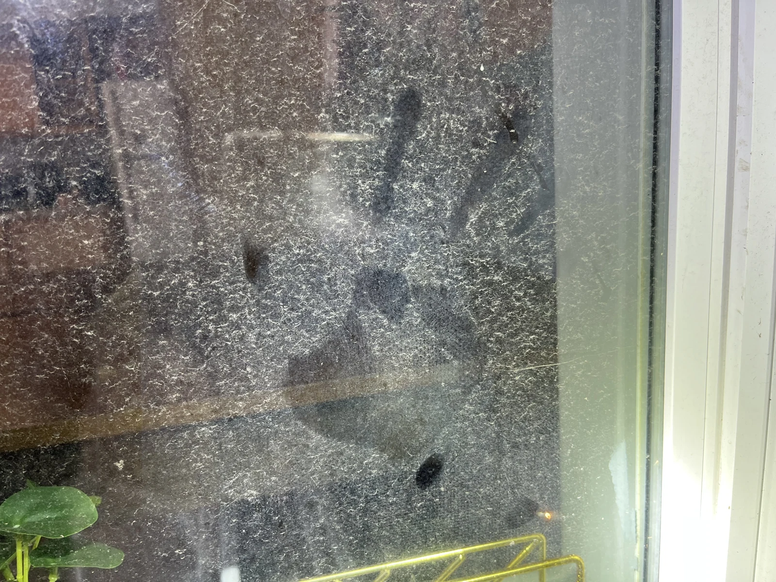 Close photograph of speckled window glass with dark smudges, a white frame and a small plant behind the glass.