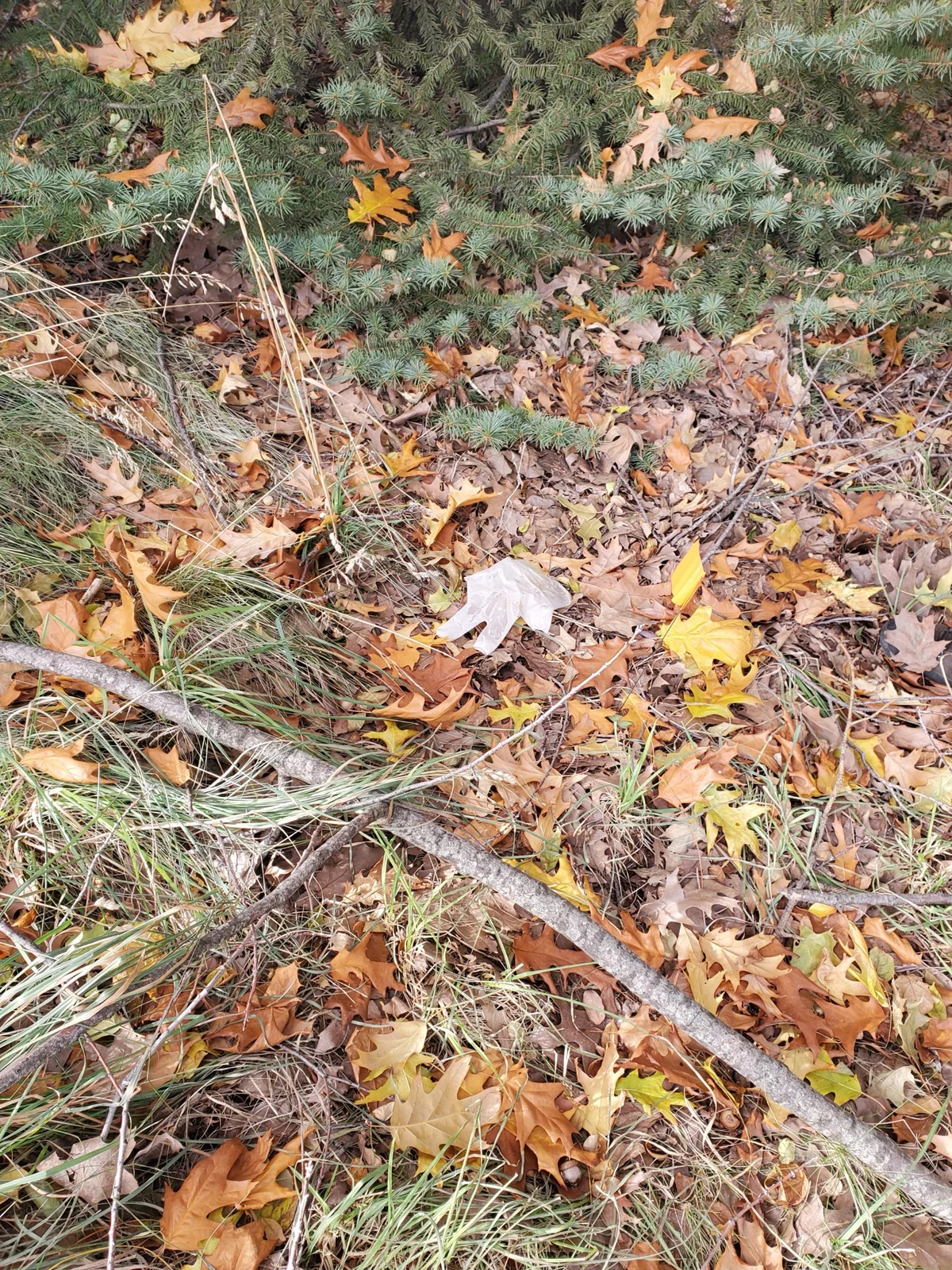 Pale disposable glove among fallen leaves, grass and small branches on the ground.