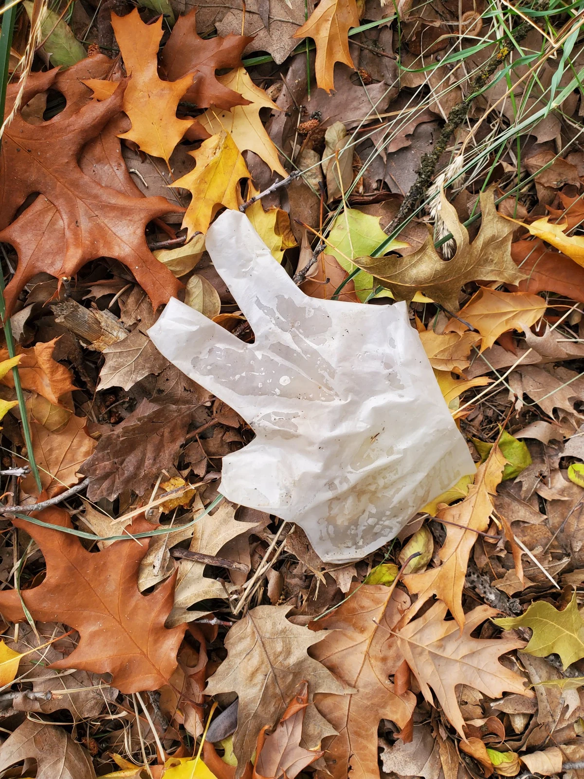 Close view of a translucent disposable glove among brown and yellow leaves.