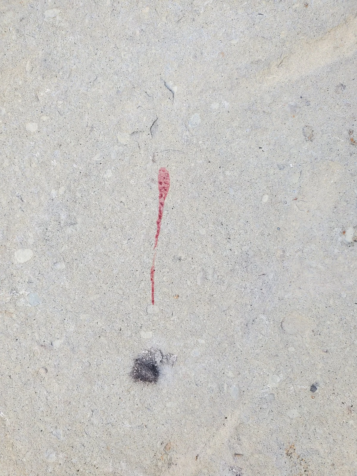 Close view of a thin reddish streak on pale stone, with a small dark tuft below it.