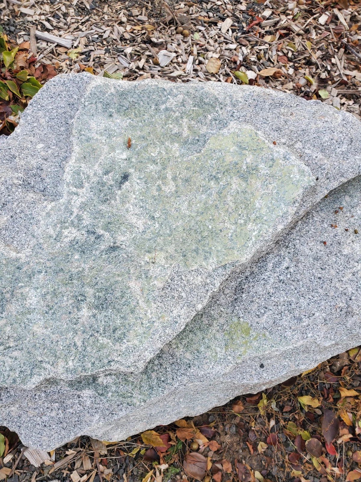 Broad top surface of a gray landscaping rock, with pale green discoloration and wood chips around it.