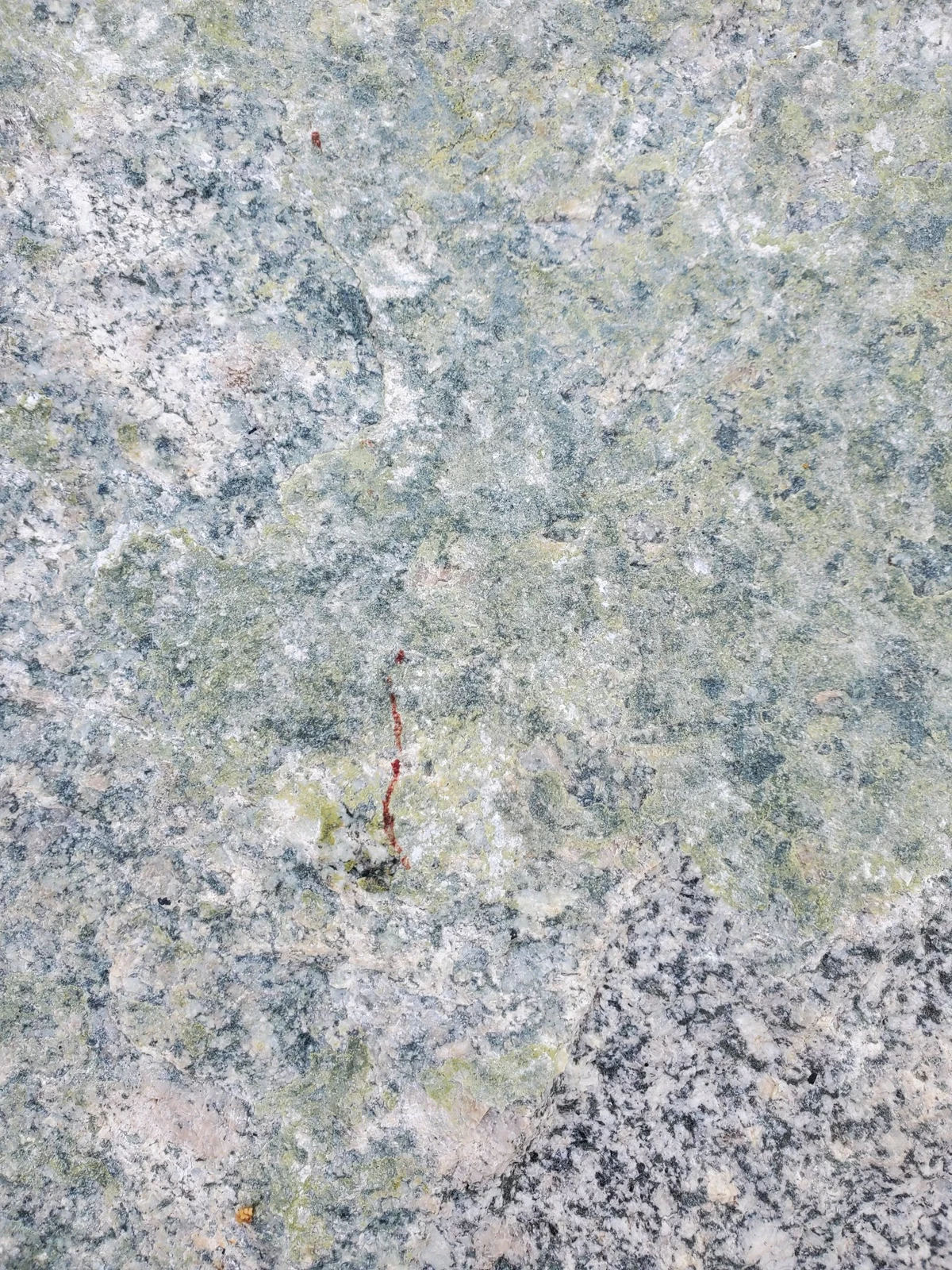Close view of a thin reddish mark on a mottled gray-green rock surface.