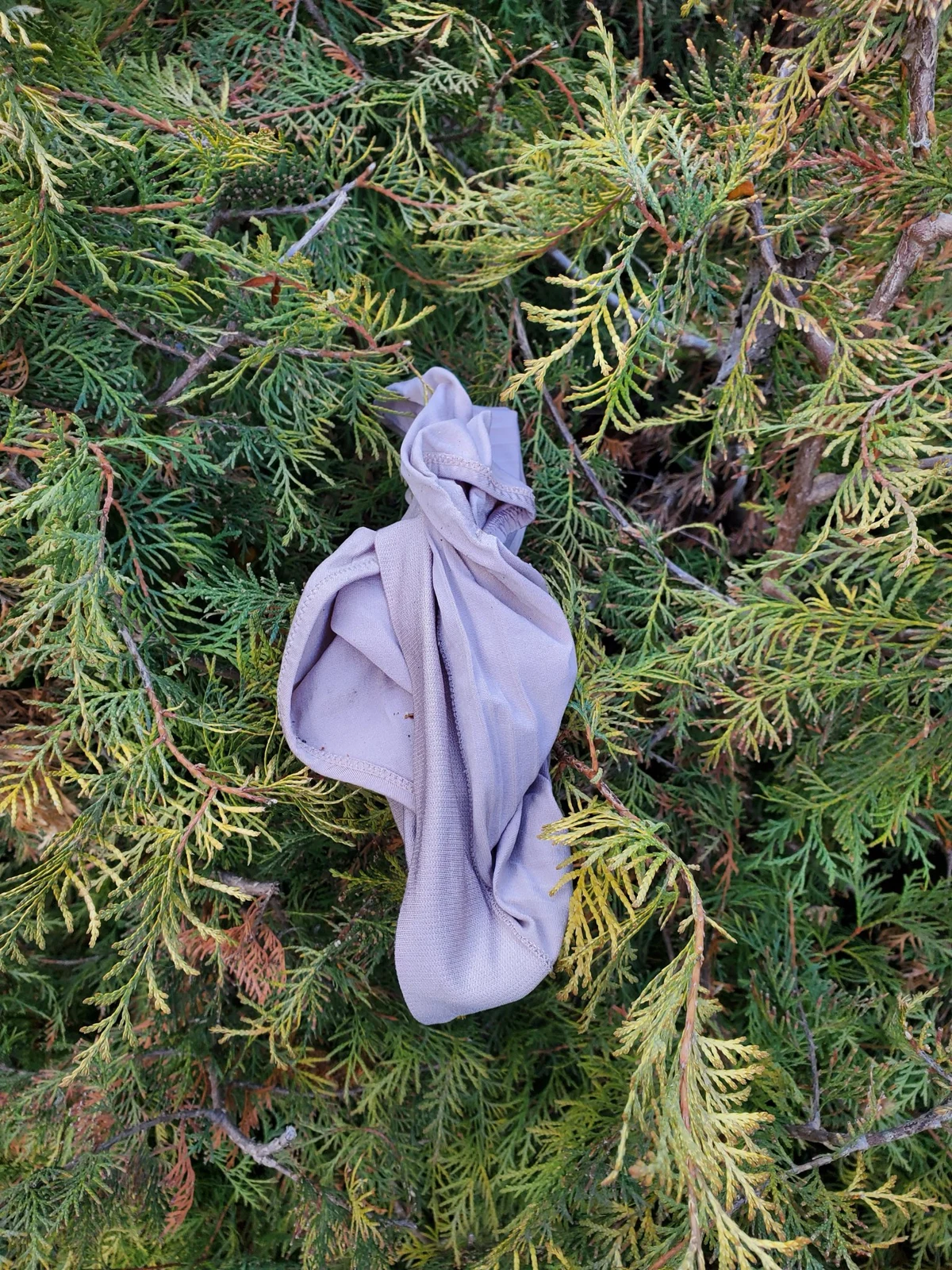 Pale purple underwear hanging among dense evergreen branches.