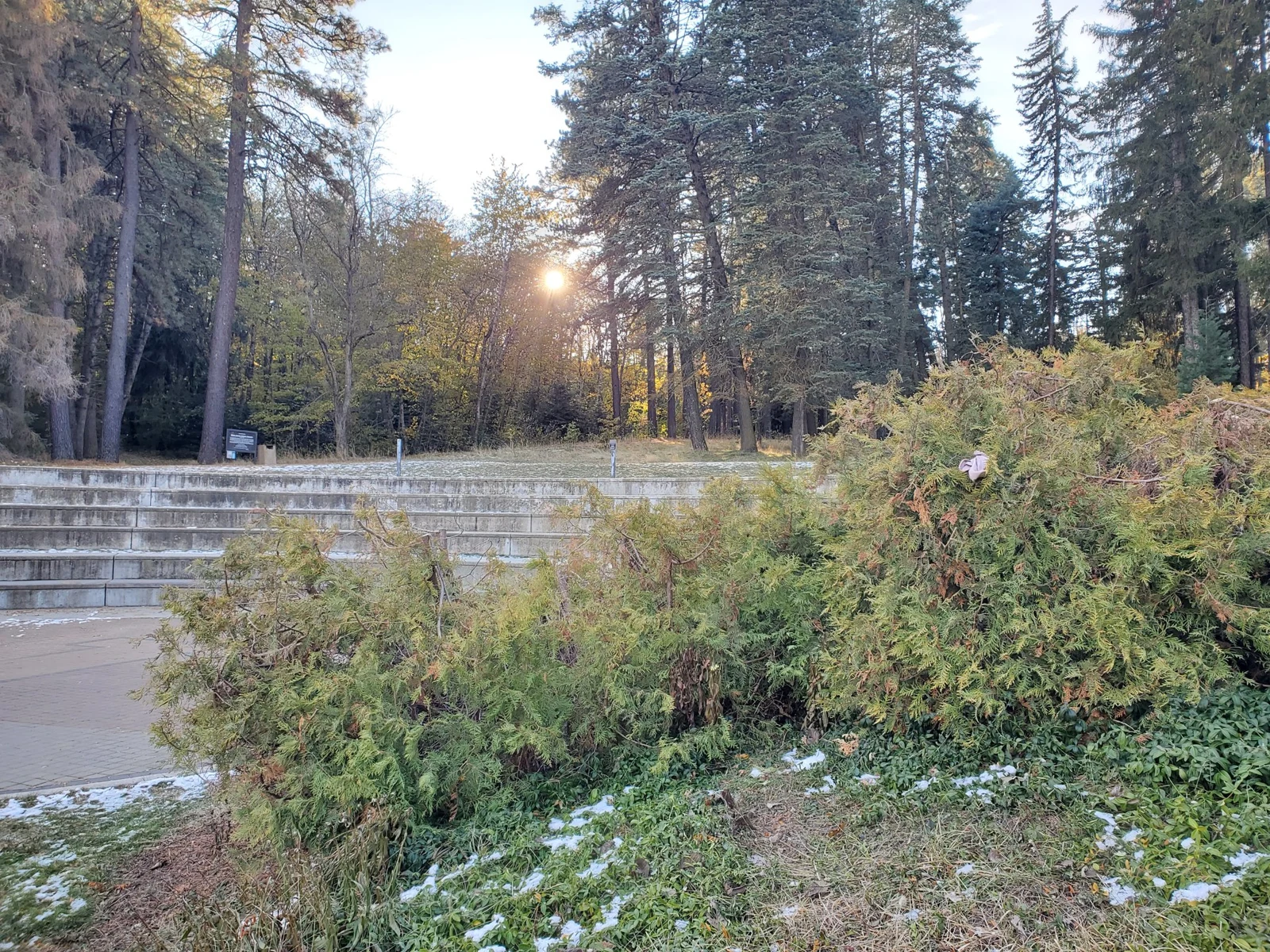 Outdoor concrete tiered seating behind shrubs, with tall trees and patches of snow.