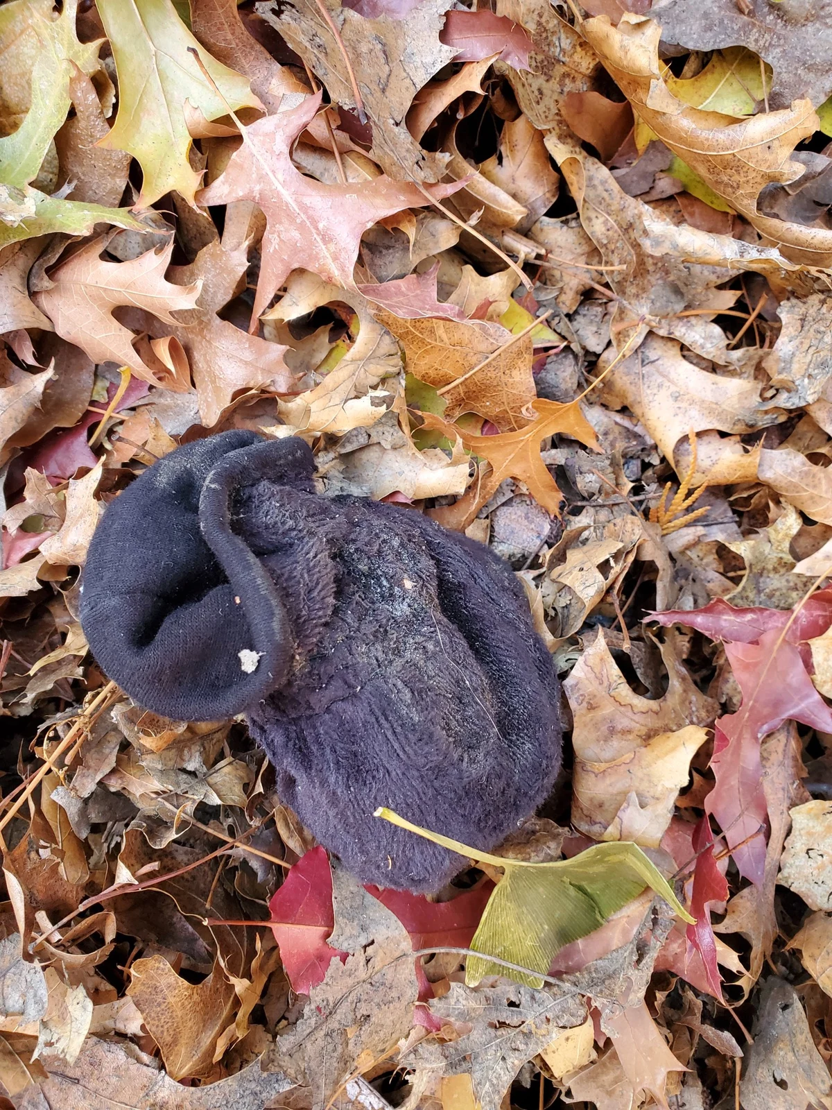 Dark knitted cap lying on brown, yellow and red fallen leaves.
