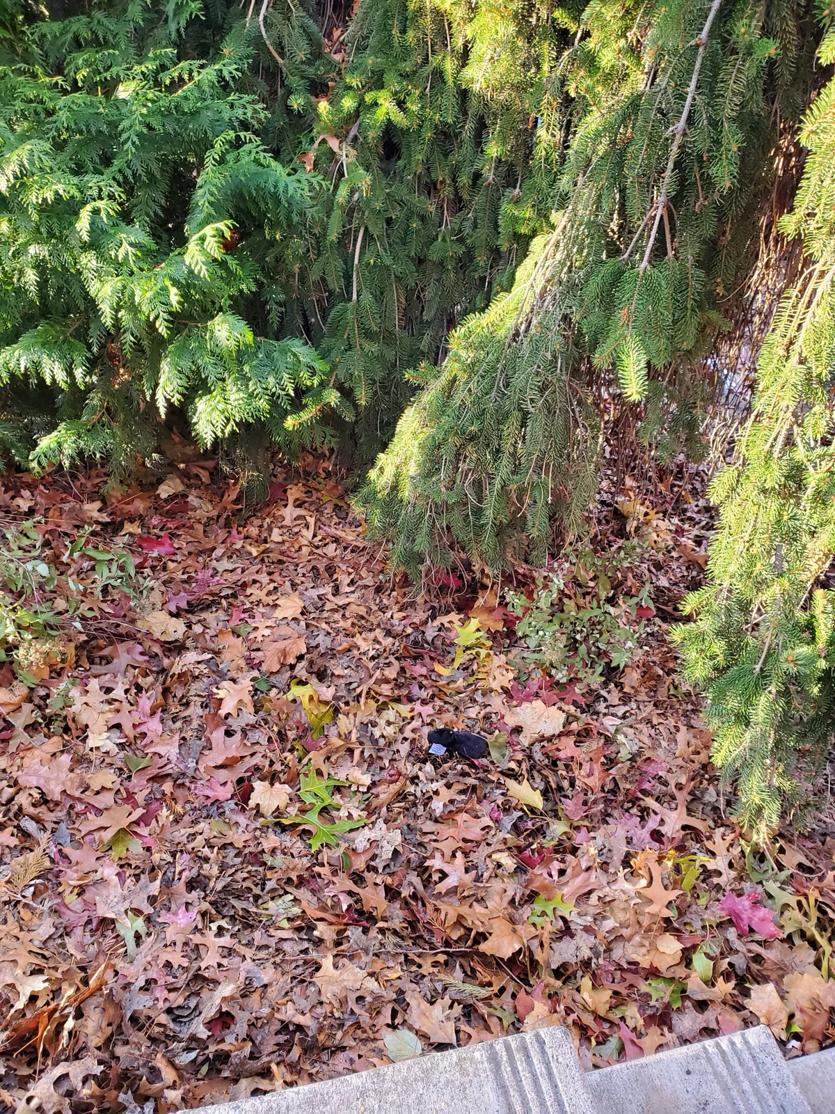 Low evergreen branches above fallen leaves beside concrete steps.