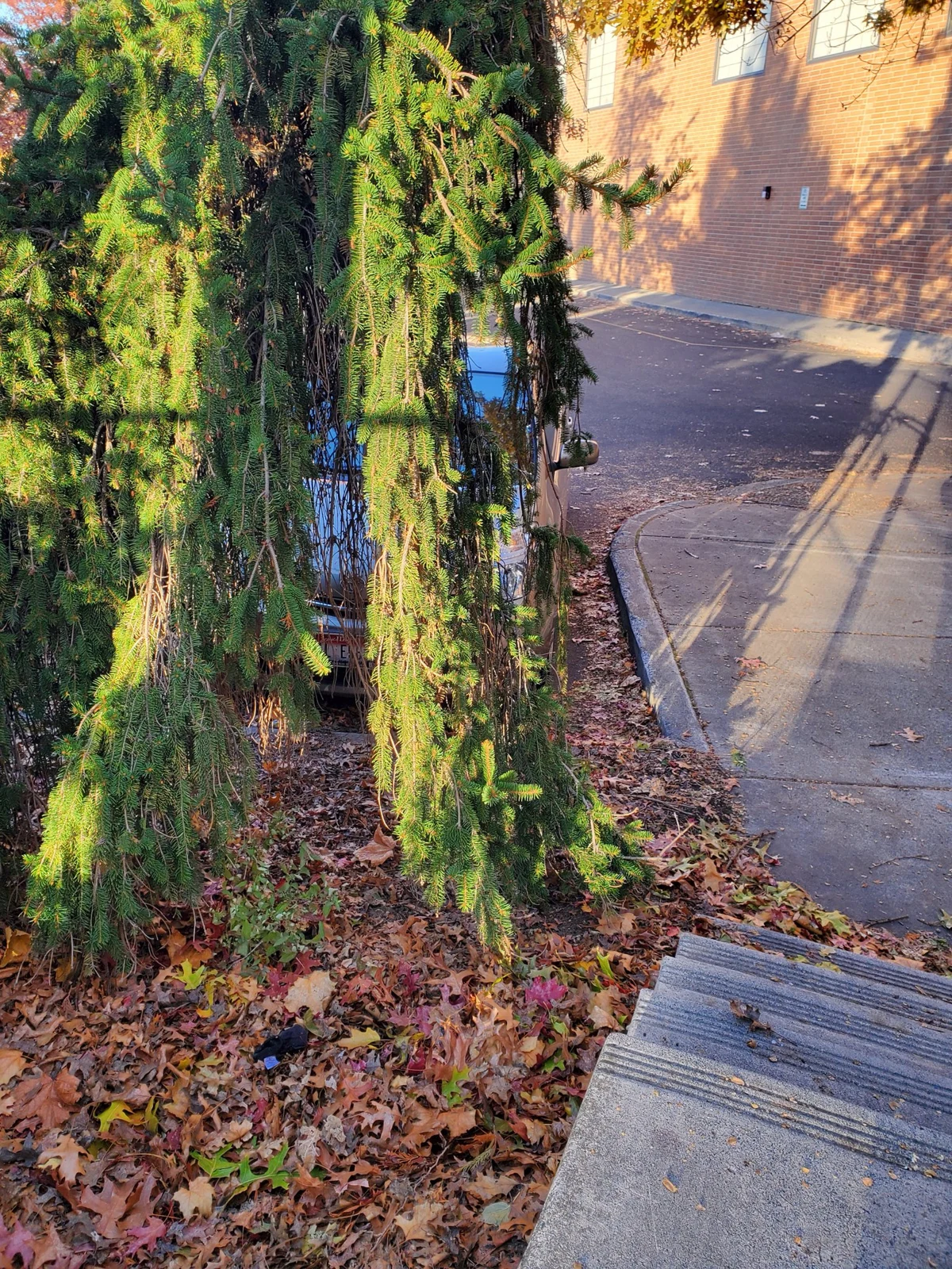 Evergreen branches beside outdoor steps and a curved paved walkway, with a brick building behind.