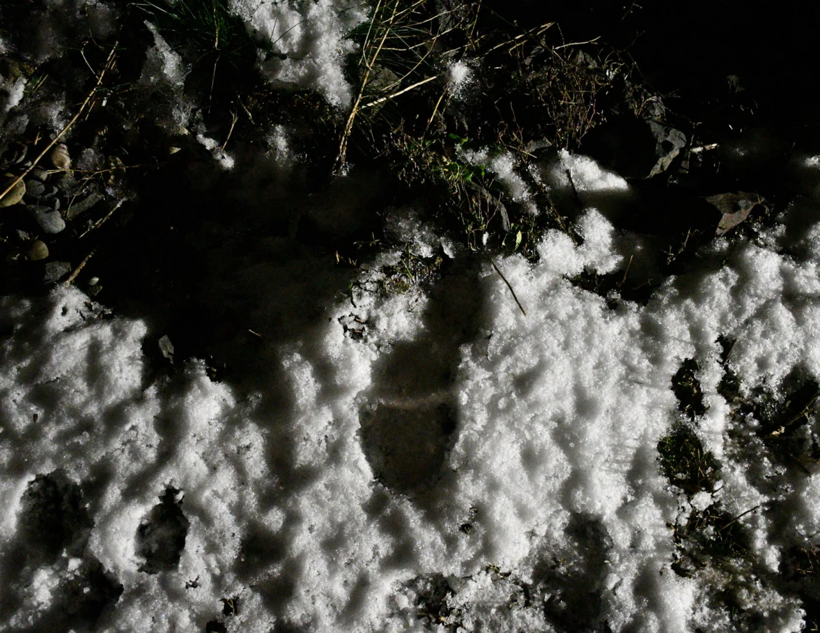 Elongated depression in snow beside vegetation and rocks.