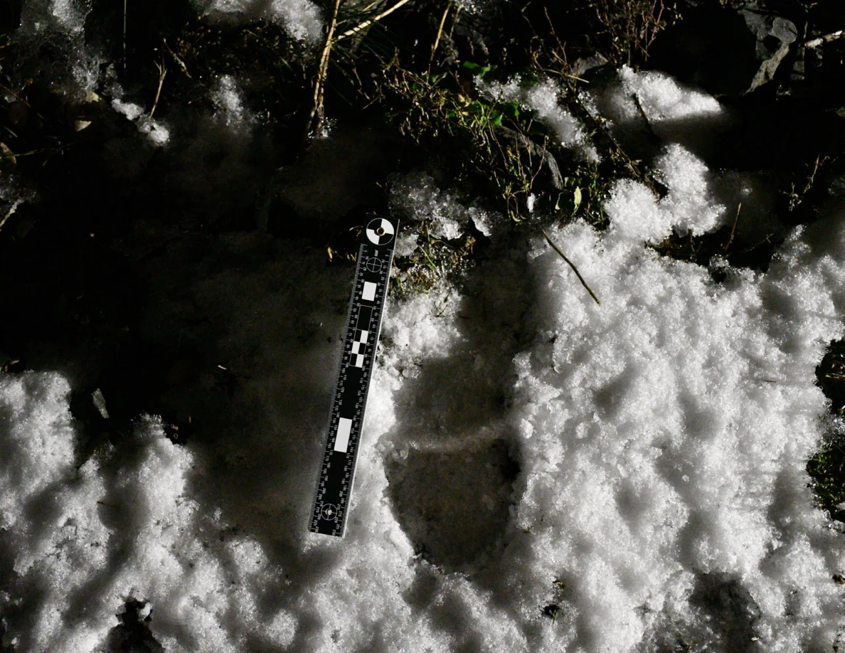 Measuring ruler beside a depression in snow.