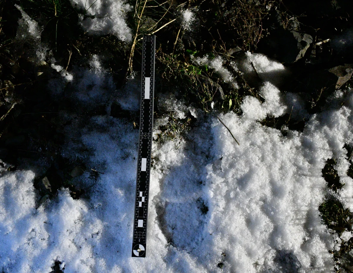 Measuring ruler laid alongside a depression in snow and exposed vegetation.