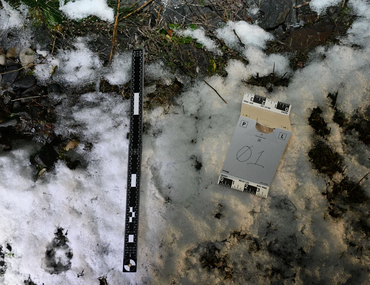 Ruler and reference card marked 01 beside snow and exposed ground.