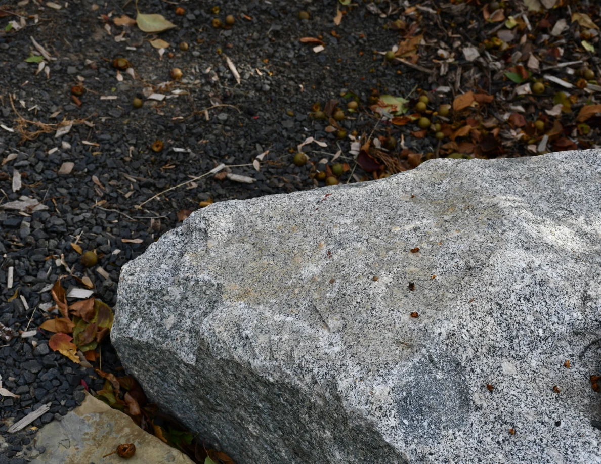 Top of a mottled gray rock beside gravel, scattered leaves and small round debris.