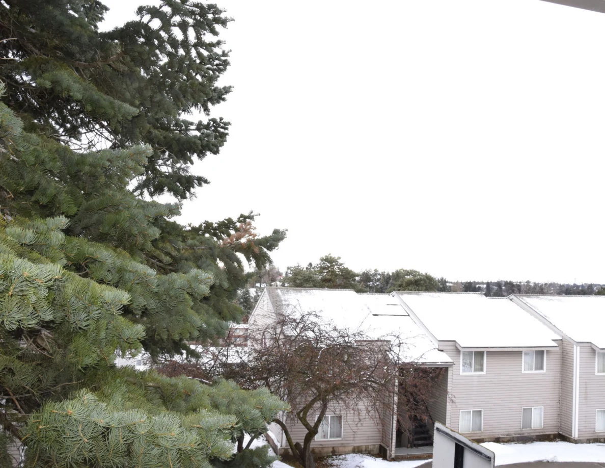 Evergreen branches beside snow-covered residential roofs, viewed from an elevated balcony.