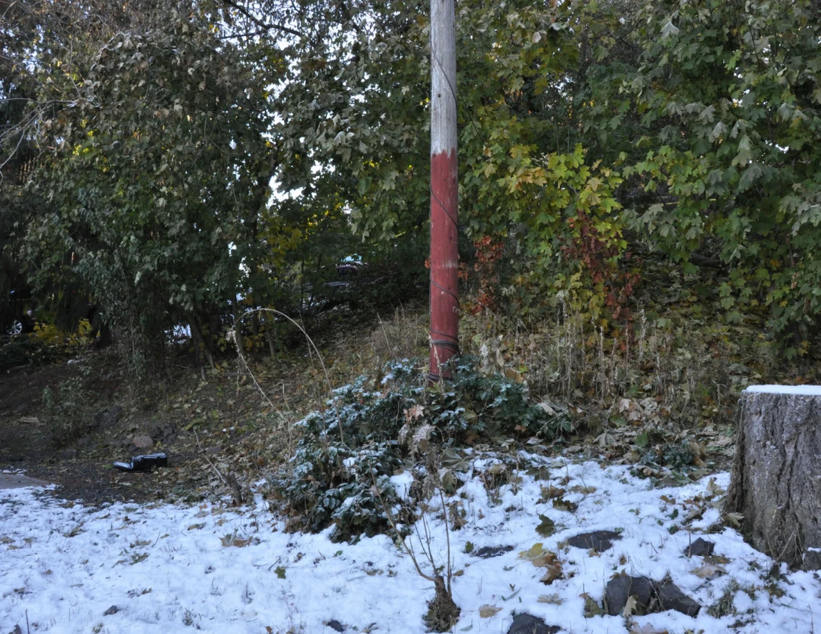Snow-covered ground below trees beside a painted wooden pole and tree stump.