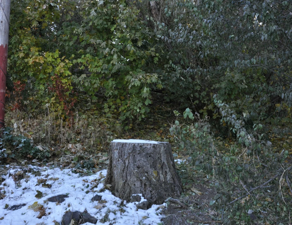 Tree stump amid snow, rocks and dense shrubs.
