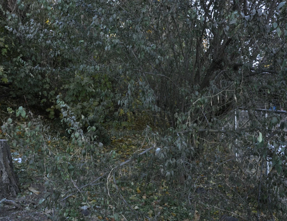 Dense branches and undergrowth along a chain-link fence.