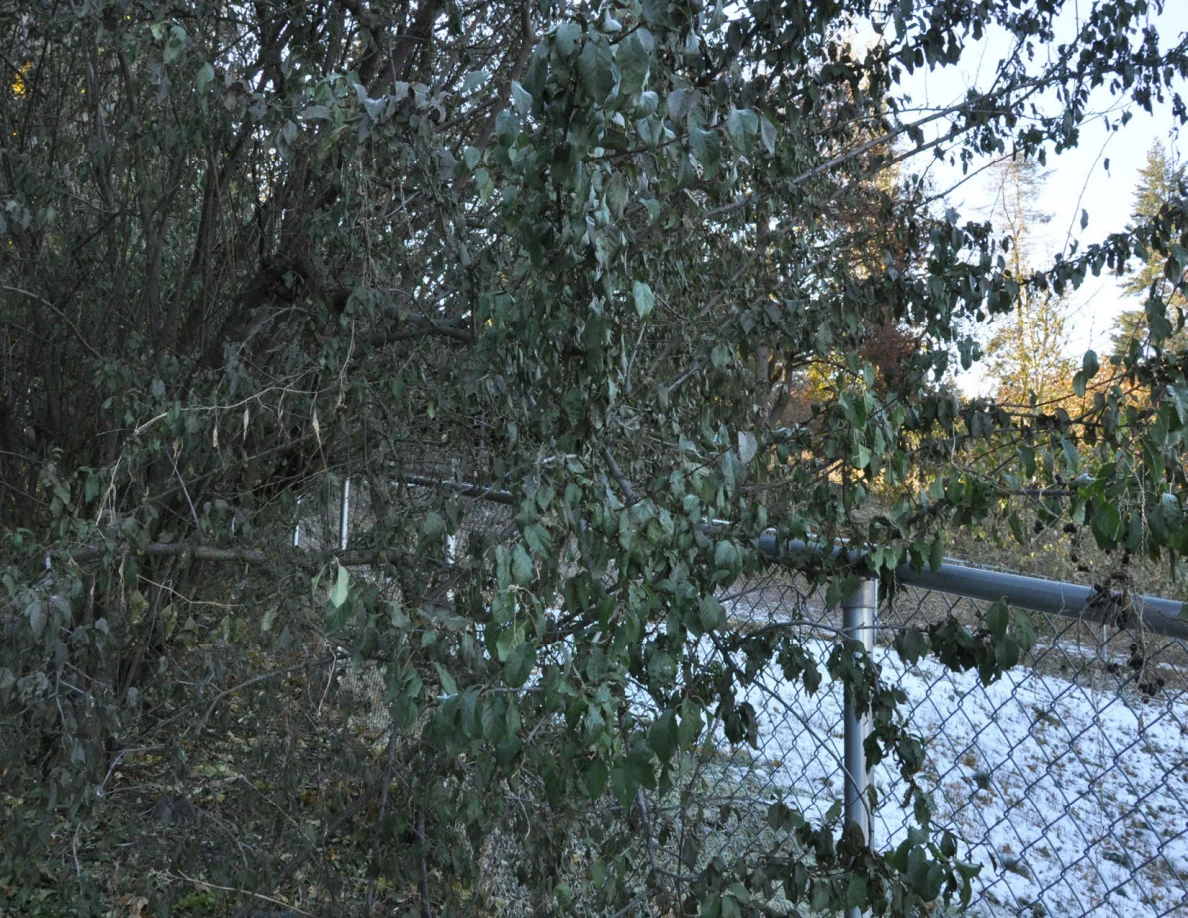 Leafy branches hanging over a chain-link fence with snow beyond.