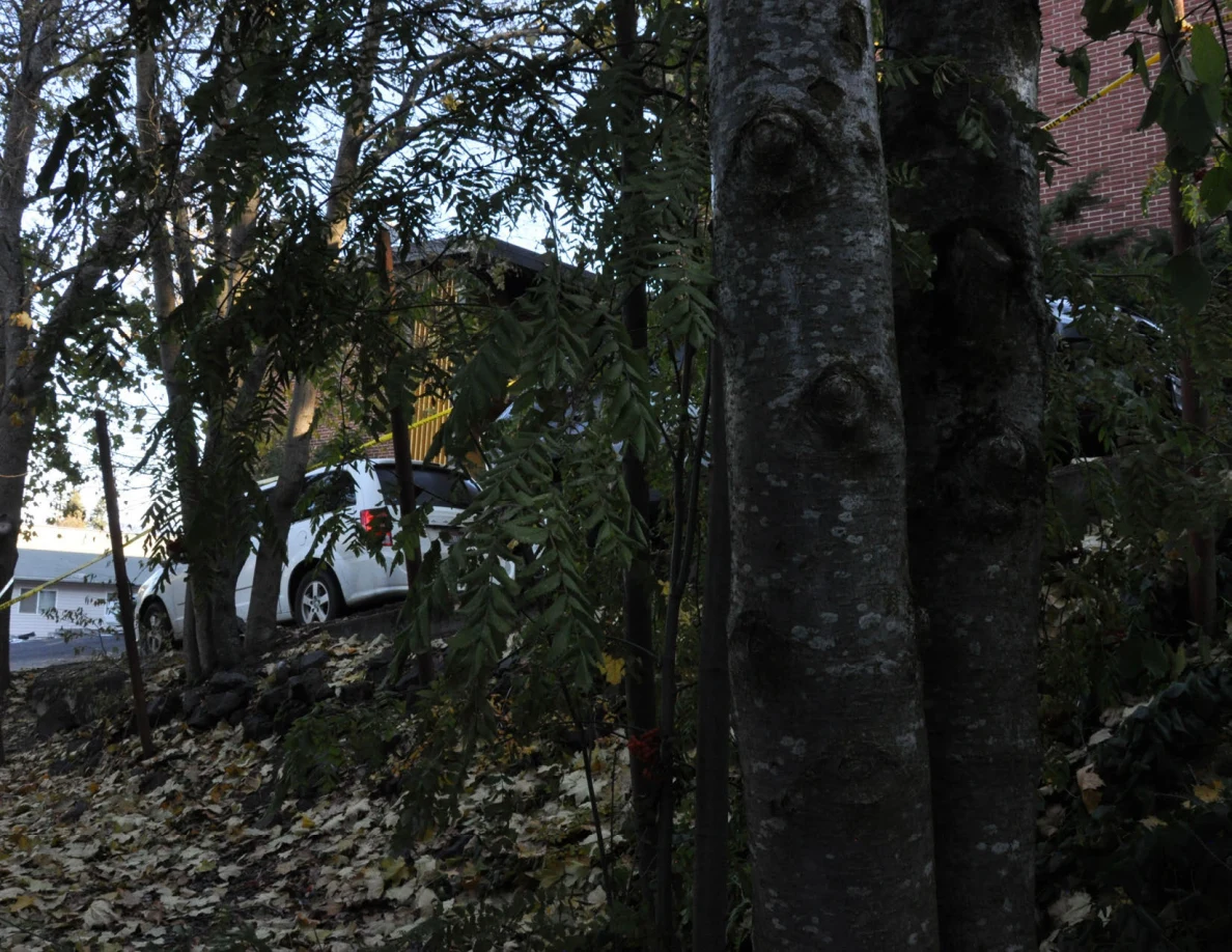 Tree trunks and branches on a leafy slope with a white vehicle partly visible behind them.
