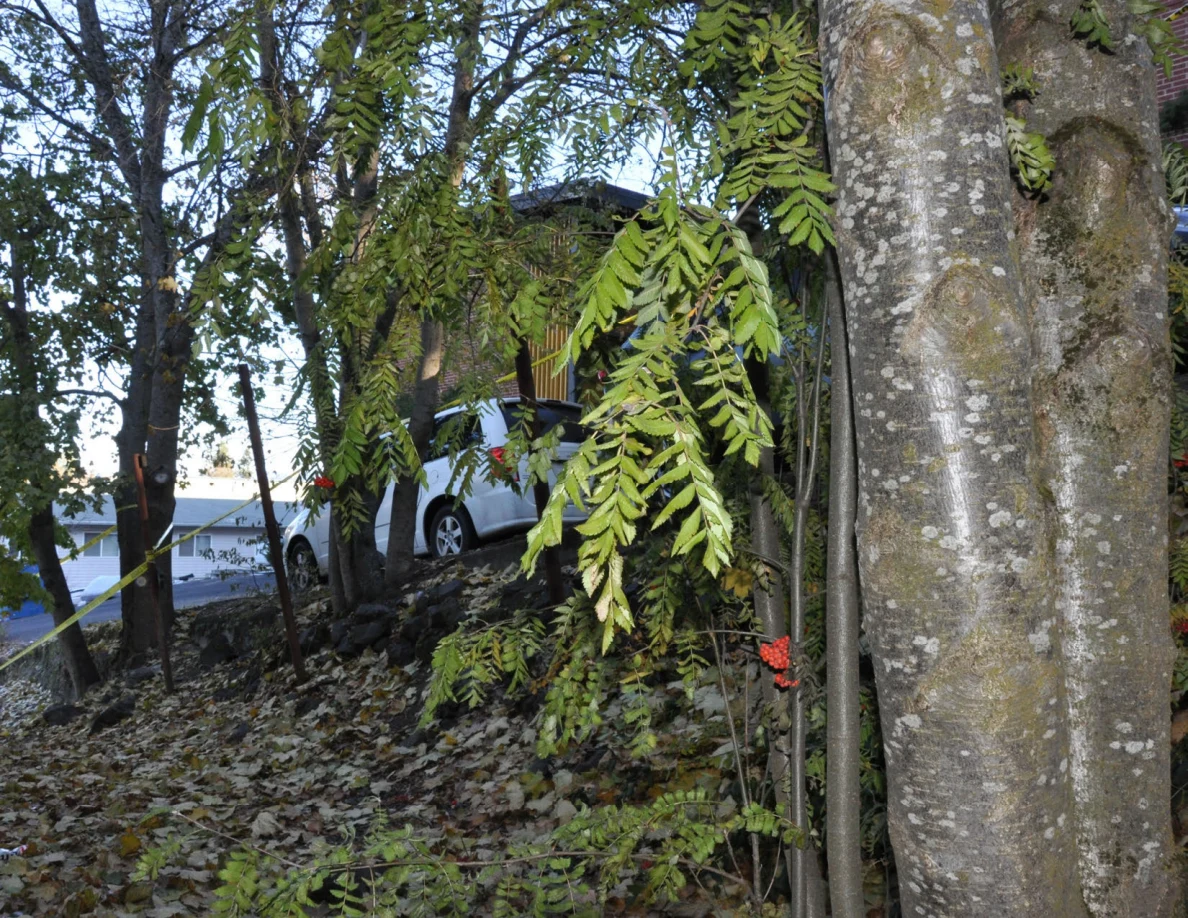 Tree trunk and leafy branches on a slope below a brick building and parked vehicles.