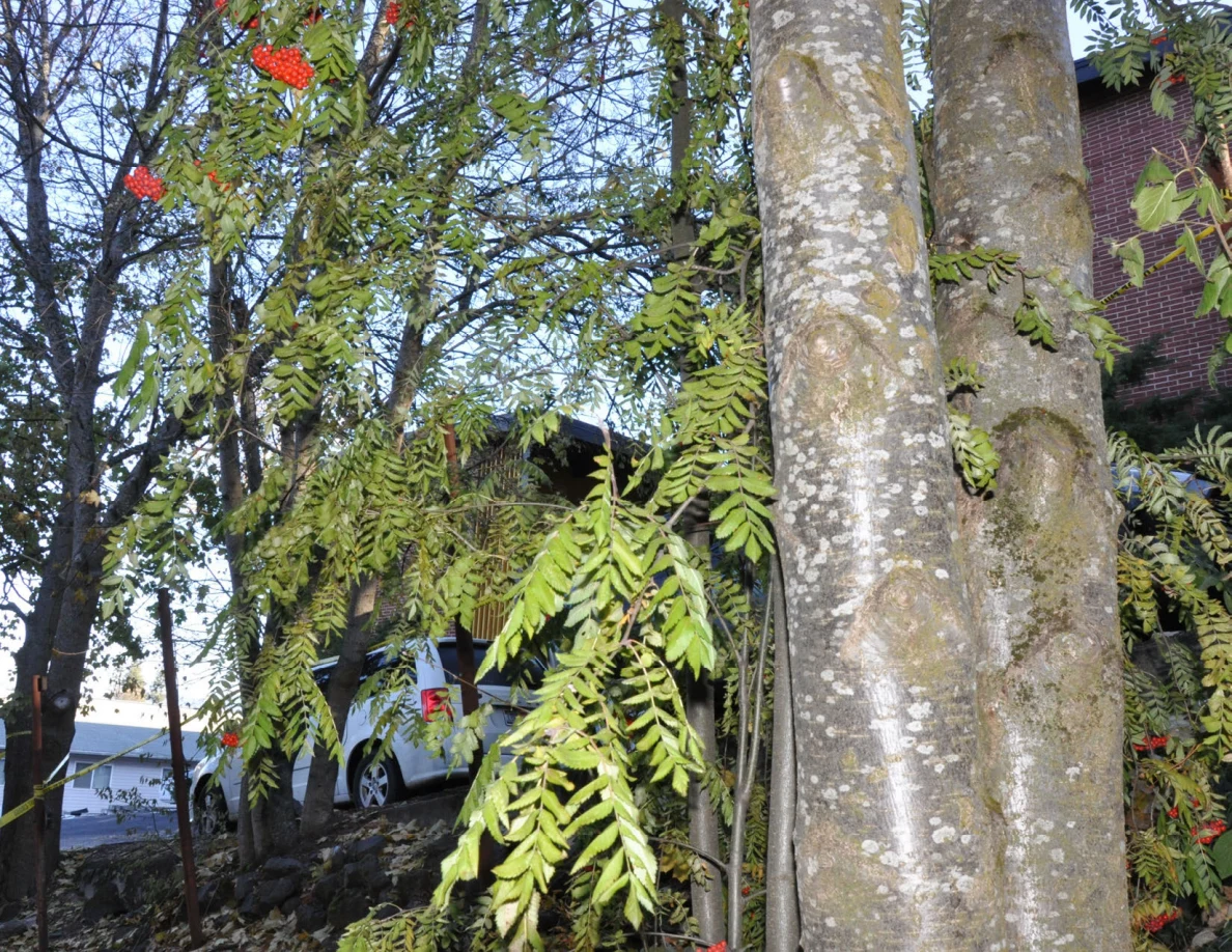 Close tree trunk with green foliage and red berries, with a parked vehicle behind.