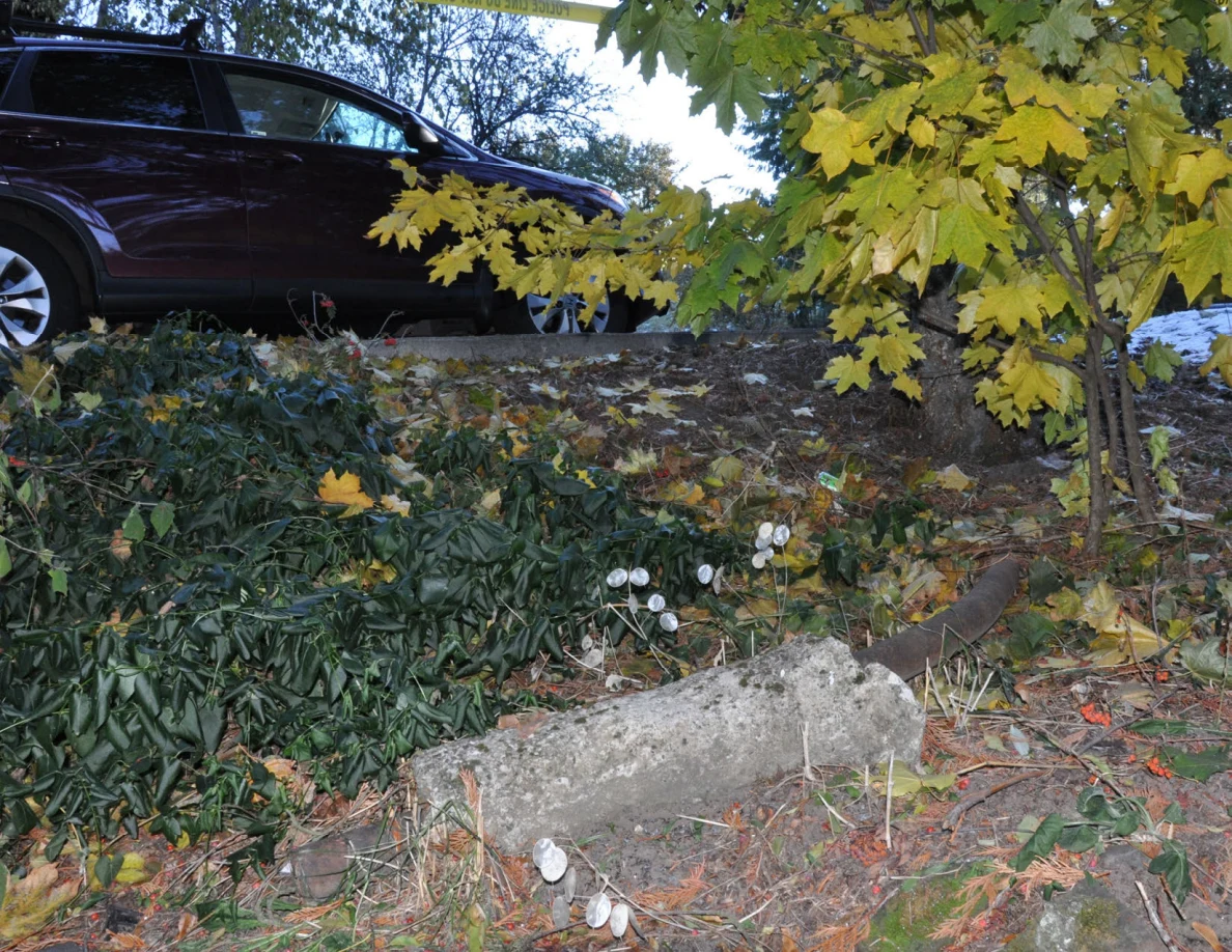 Leaf-covered slope with cut branches and concrete blocks below a parked dark SUV.