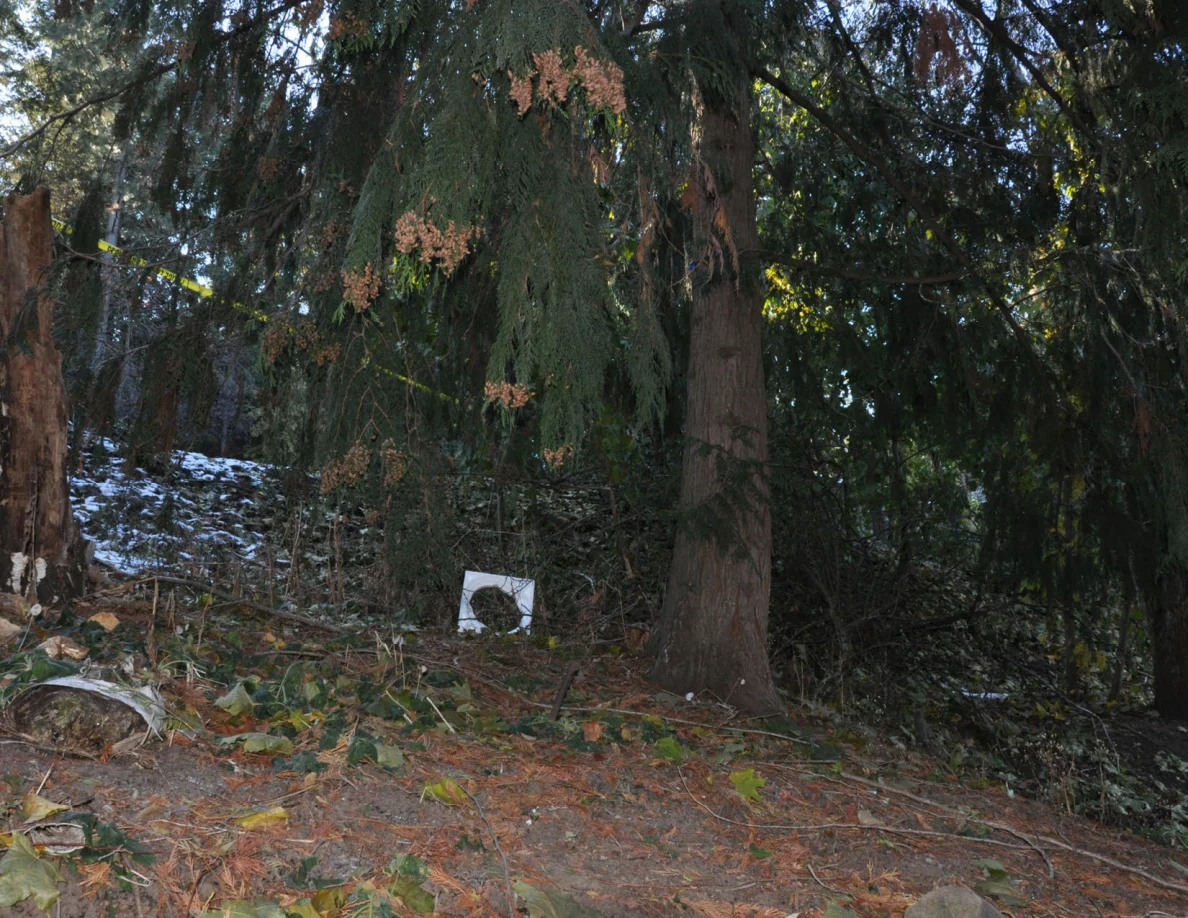 Evergreen tree and leafy ground with patches of snow and yellow tape in the background.