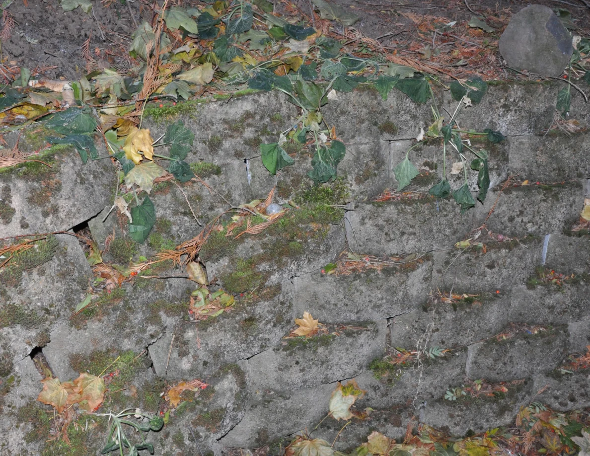 Close view of a block retaining wall with moss, trailing leaves and scattered needles.