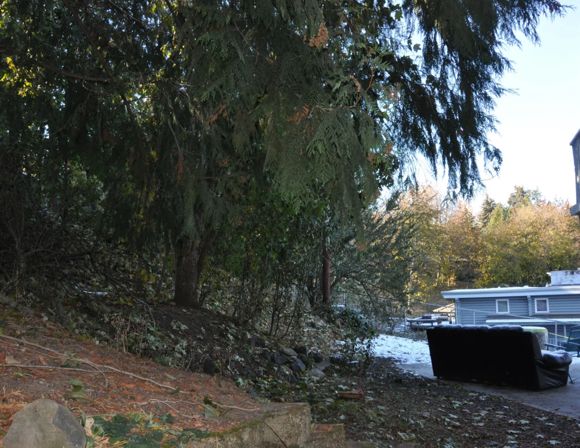 Evergreen branches above a wooded slope and an outdoor sofa near a snowy yard.