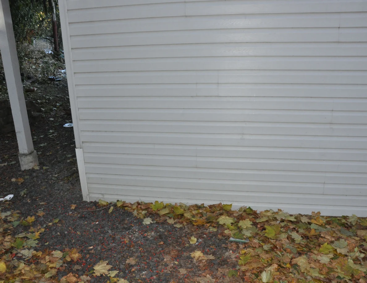 Lower exterior siding above ground covered in leaves and red berries.
