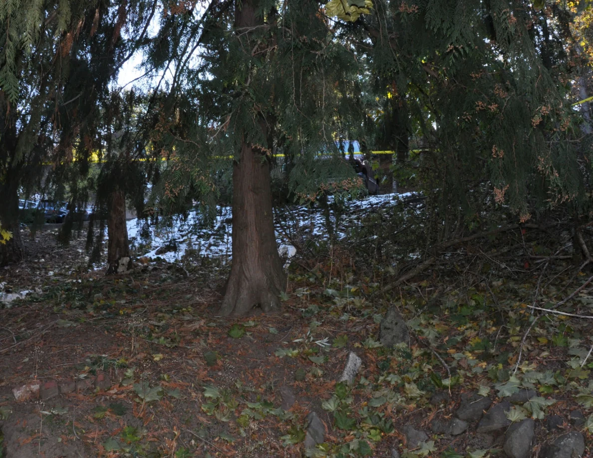 Evergreen tree on a leaf-covered slope with patches of snow and yellow tape behind.