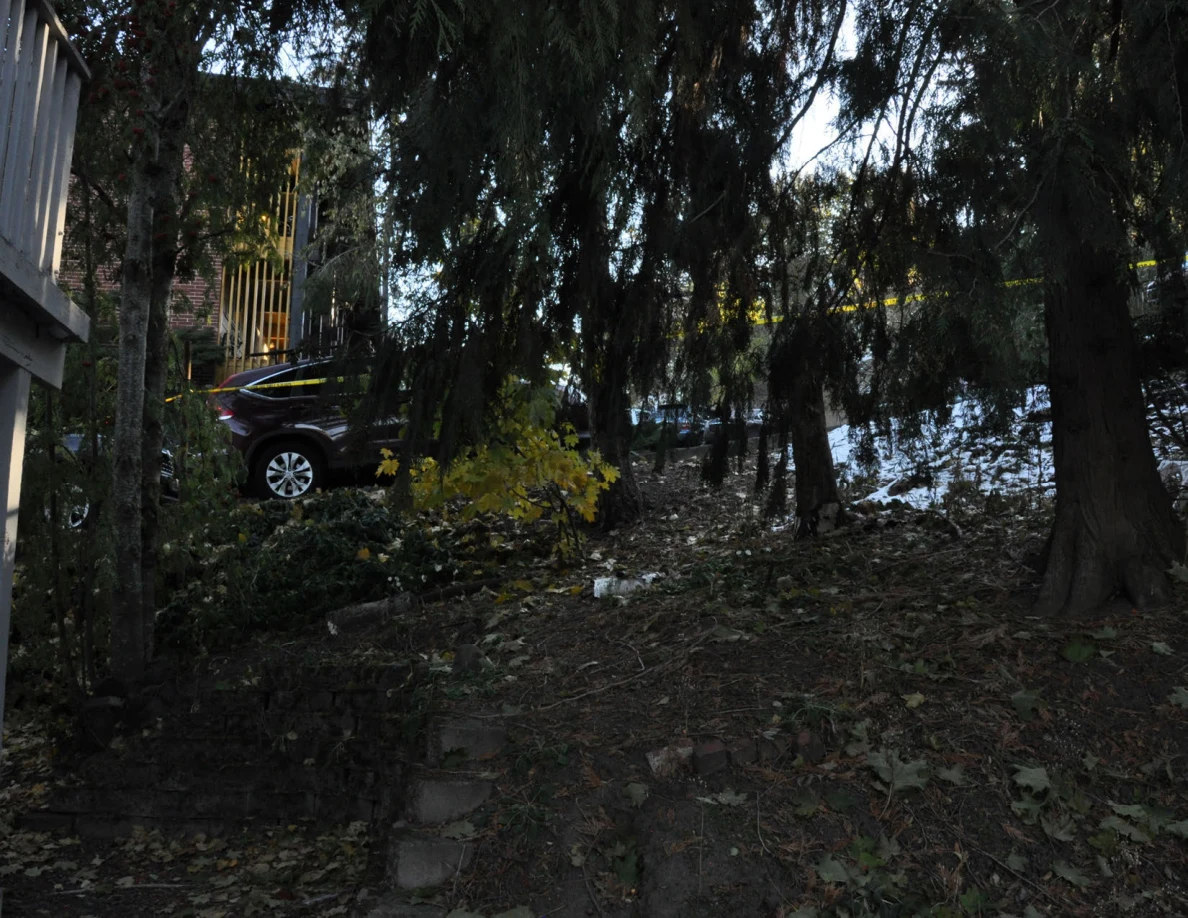 Shaded trees and undergrowth on a slope below parked vehicles and a brick building.