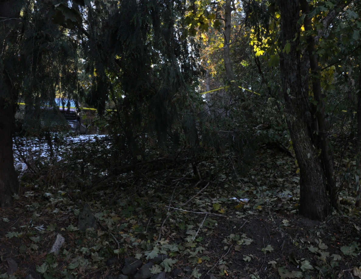 Wooded slope with dense branches, scattered snow patches and yellow tape.