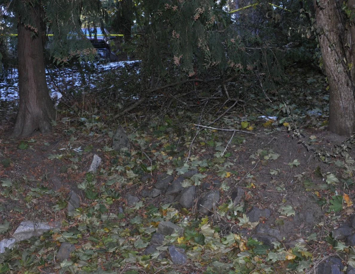 Tree trunks, cut branches and fallen leaves on a shaded slope.