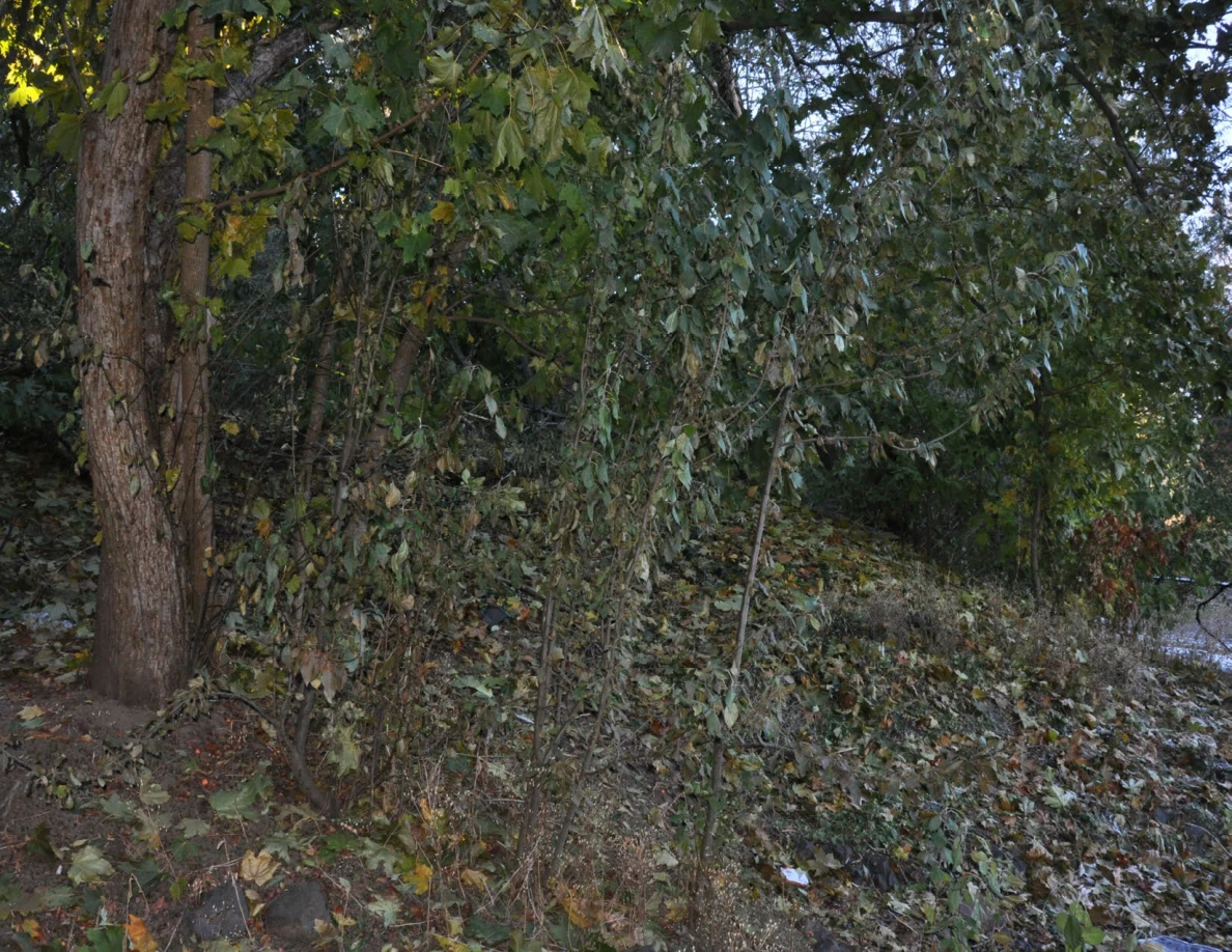Tree and dense vegetation along a leaf-covered slope.