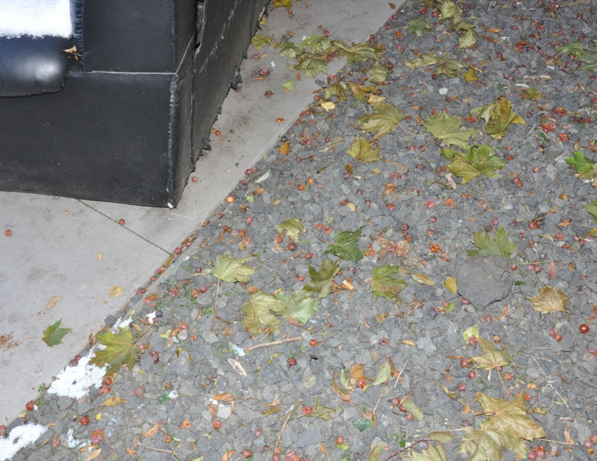 Gravel with fallen leaves and red berries beside a black sofa corner and concrete slab.