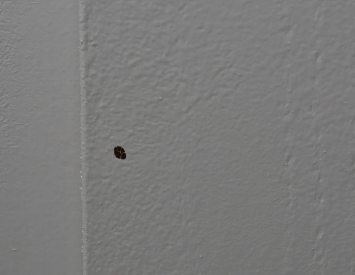 Small dark brown spot on pale textured paint near a vertical corner.