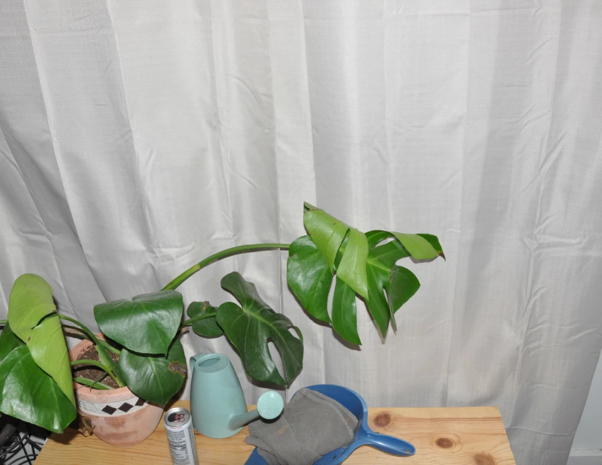 Potted plant and watering can on a wooden bench in front of white curtains.