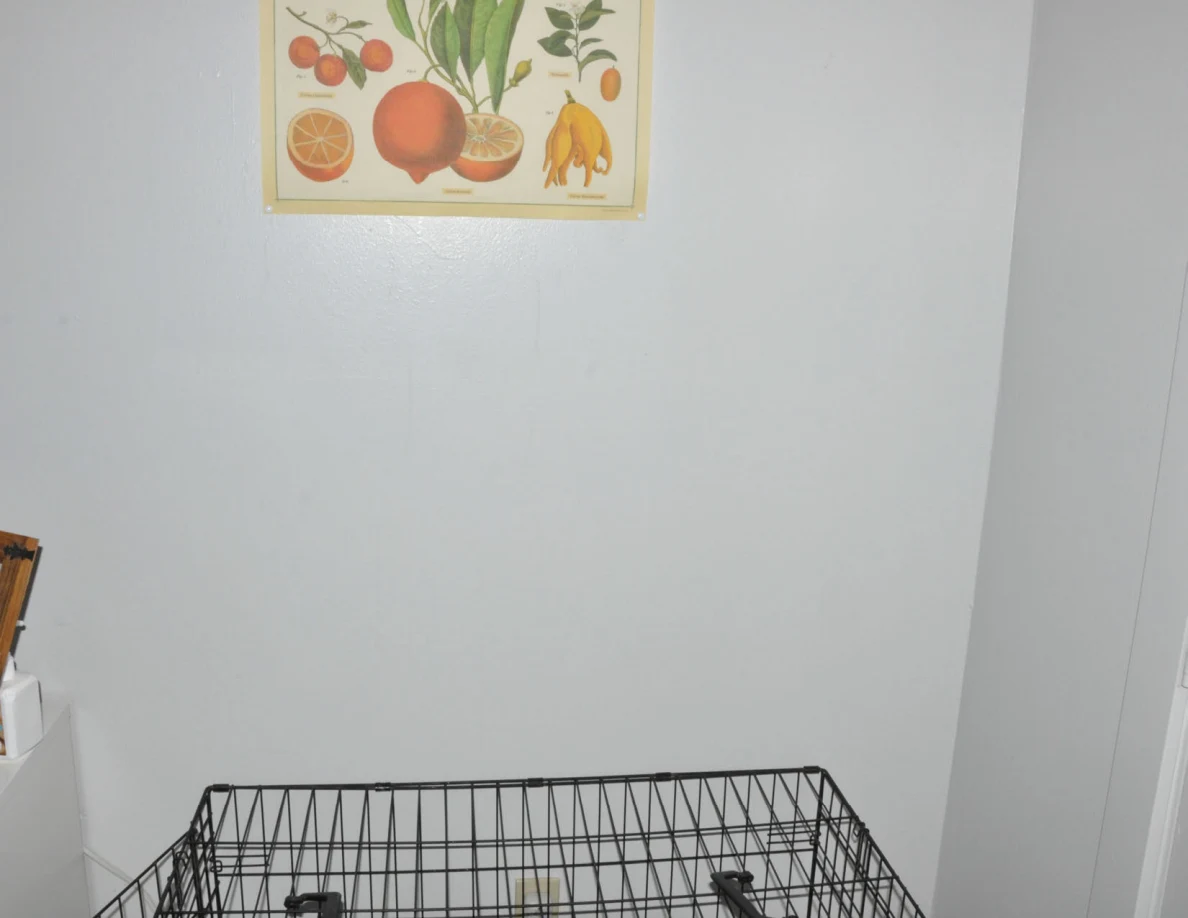 Lower edge of a fruit print above a black wire pet crate.