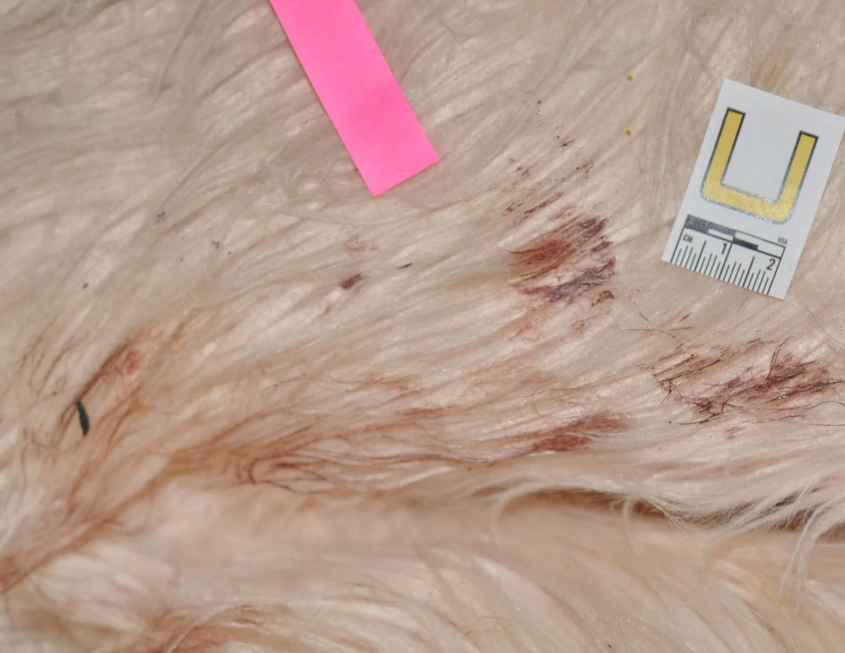 Reddish marks on a fluffy chair beside scale label U and pink tape.