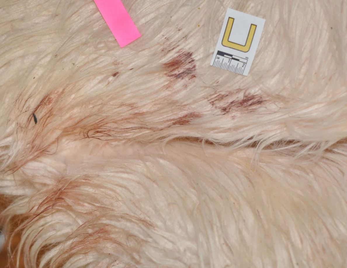 Reddish marks on a fluffy chair beside scale label U and pink tape.