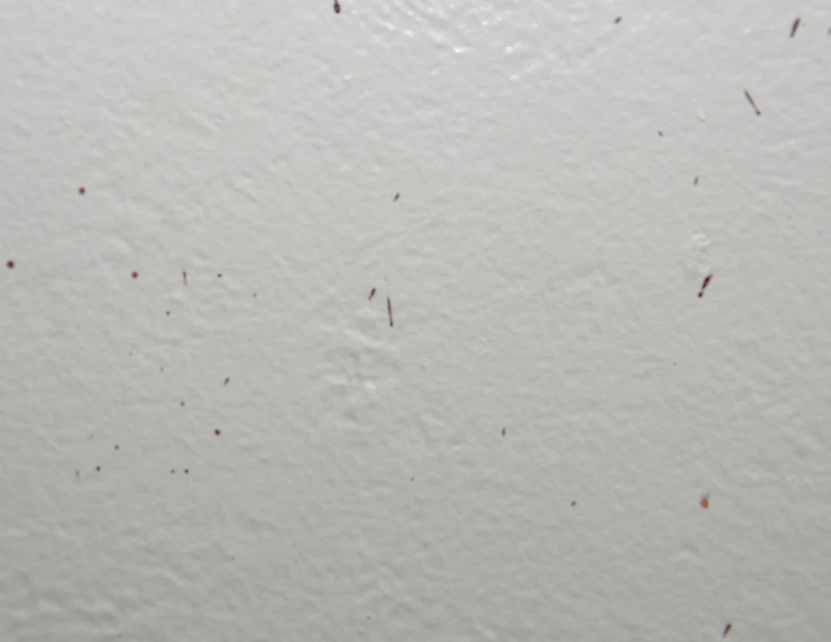 Close view of small reddish spots on a white wall.