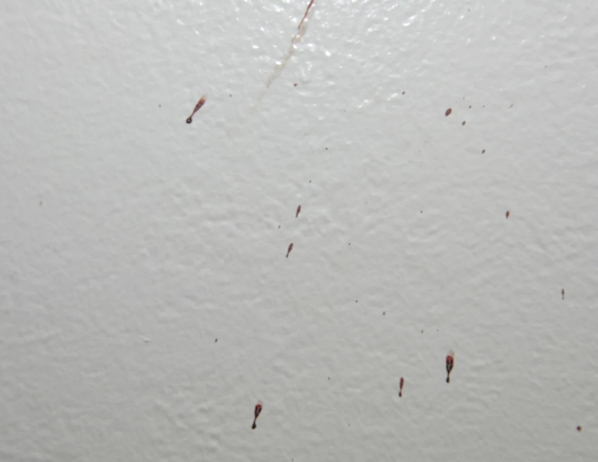 Close view of small reddish wall drops and streaks.